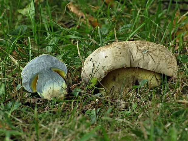 hríb horký-hřib medotrpký Caloboletus radicans (Pers.) Vizzini