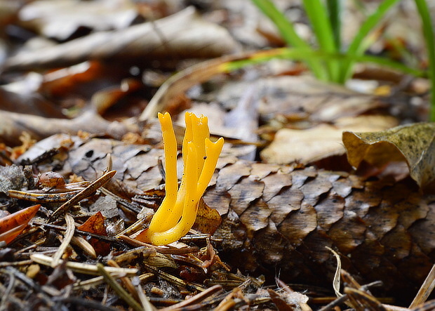 parôžkovec lepkavý Calocera viscosa (Pers.) Fr.