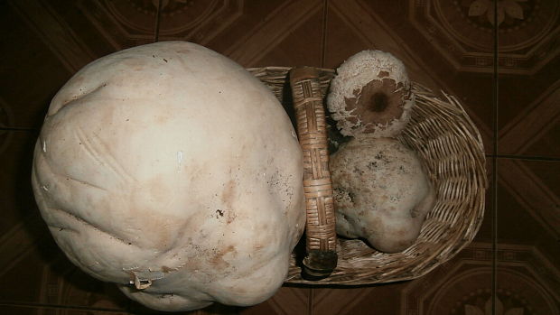 vatovec obrovský Calvatia gigantea (Batsch) Lloyd