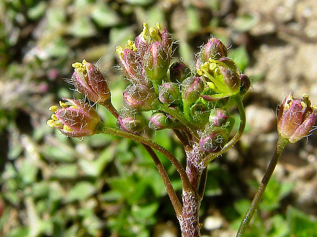 kapsička pastierska/kokoška pastuší tobolka Capsella bursa-pastoris (L.) Medik.