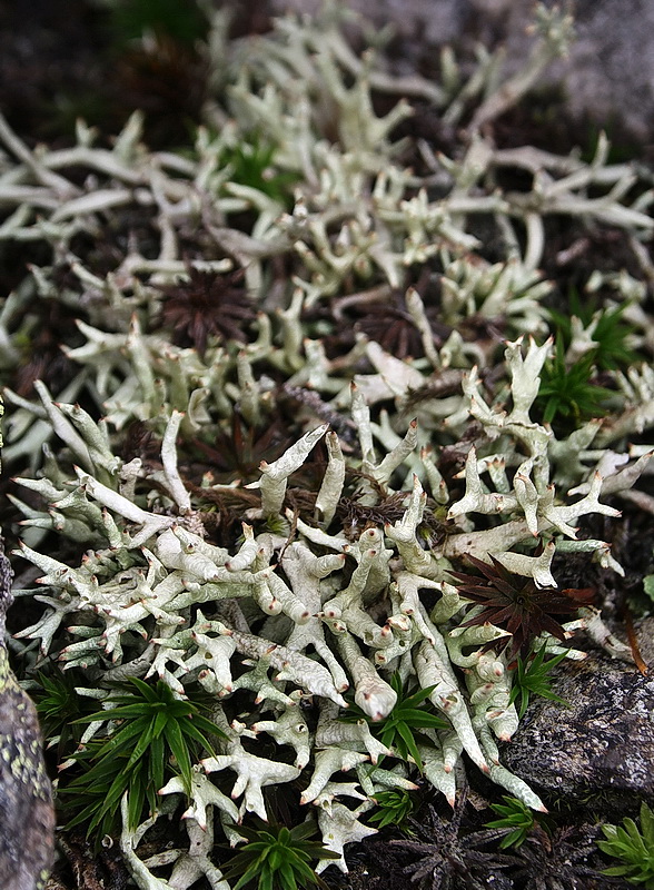 dutohlávka šidlovitá Cladonia uncialis subsp. uncialis (L.) Weber ex F.H. Wigg.