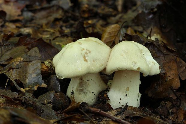 hodvábnica veľká Entoloma sinuatum (Bull.) P. Kumm.