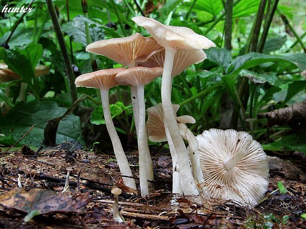 hodvábnica Entoloma sp.