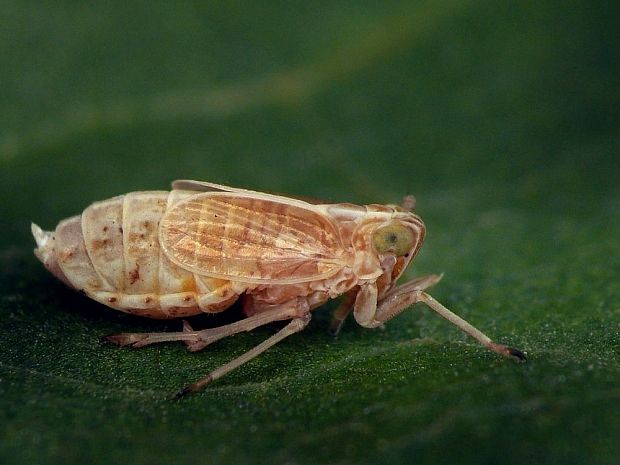 ostrôžka Fulgoromorpha sp.