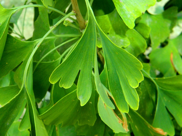 ginkgo dvojlaločné Ginkgo biloba L.