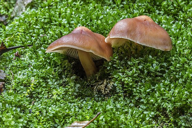 peniazovka hnedá Gymnopus ocior (Pers.) Antonín & Noordel.