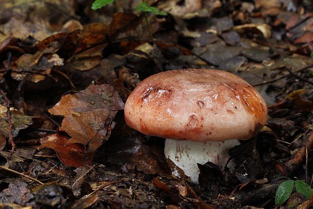 šťavnačka plávkovitá Hygrophorus russula (Schaeff.) Kauffman