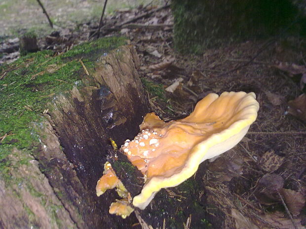 sírovec obyčajný Laetiporus sulphureus (Bull.) Murrill