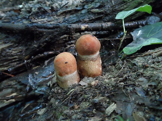 kozák dubový Leccinum aurantiacum (Bull.) Gray