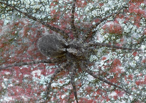 sliedič Lycosidae sp.