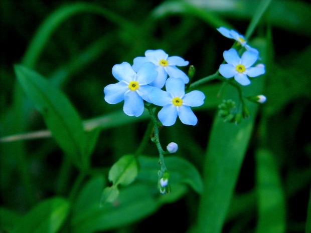 nezábudka močiarna Myosotis scorpioides L.