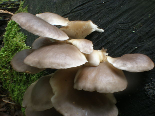 hliva buková Pleurotus pulmonarius (Fr.) Quél.