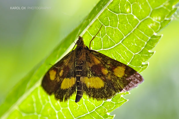 vijačka zlatoškvrnná Pyrausta aurata