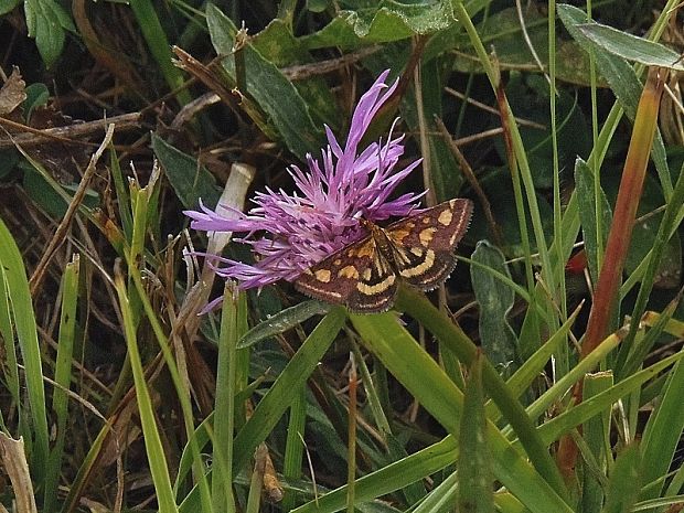 vijačka purpurová Pyrausta purpuralis Linnaeus, 1758