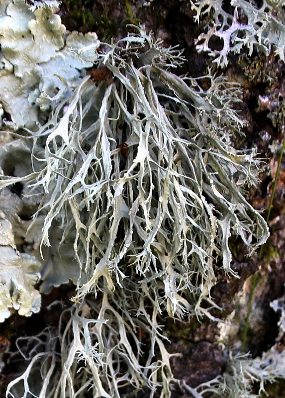 stužkovec pomúčený Ramalina farinacea (L.) Ach.