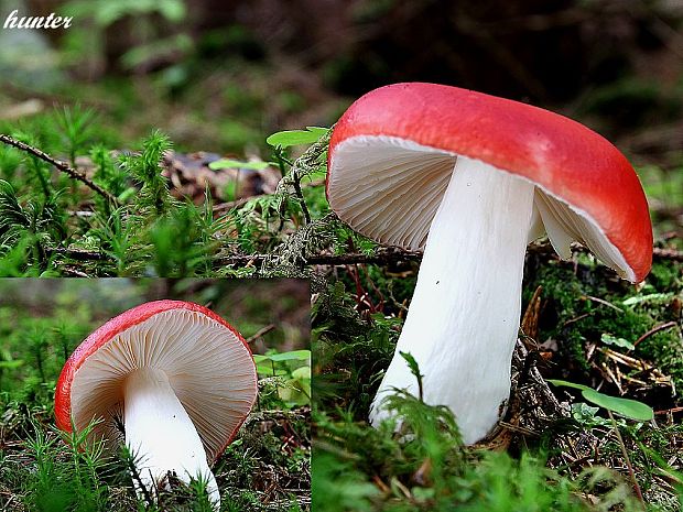 plávka škodlivá Russula emetica (Schaeff.) Pers.