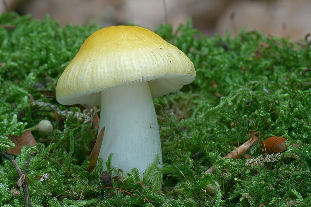 plávka slnečná Russula solaris Ferd. & Winge