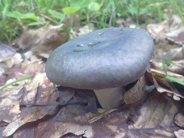 plávka fialová Russula violacea Quél.