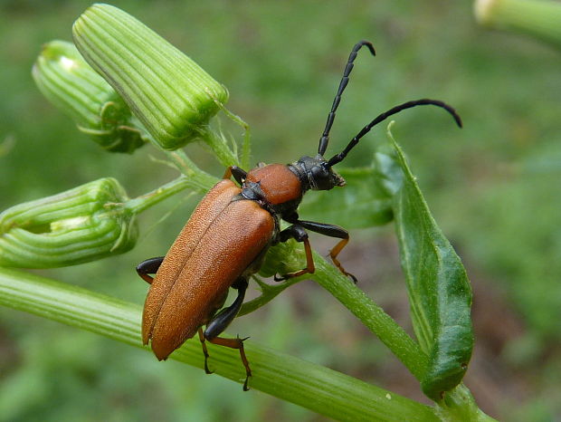 fúzač obyčajný  Stictoleptura rubra