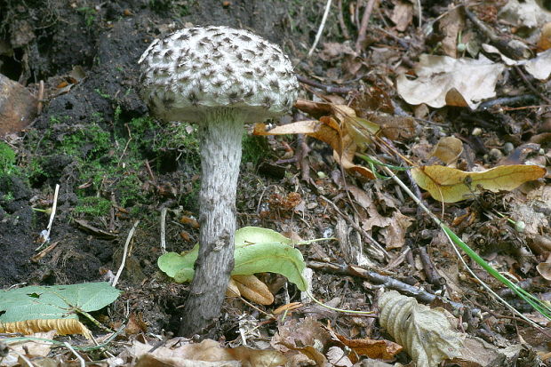 šiškovec šupinatý Strobilomyces strobilaceus (Scop.) Berk.