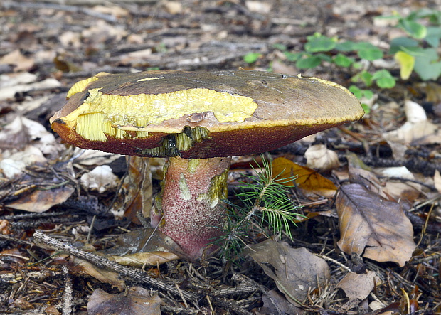 hríb zrnitohlúbikový Sutorius luridiformis (Rostk.) G. Wu & Zhu L. Yang