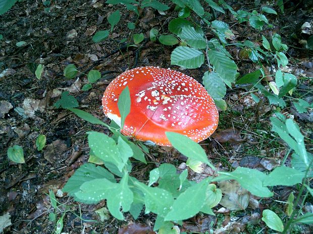 muchotrávka červená pekná Amanita muscaria var. formosa Pers.