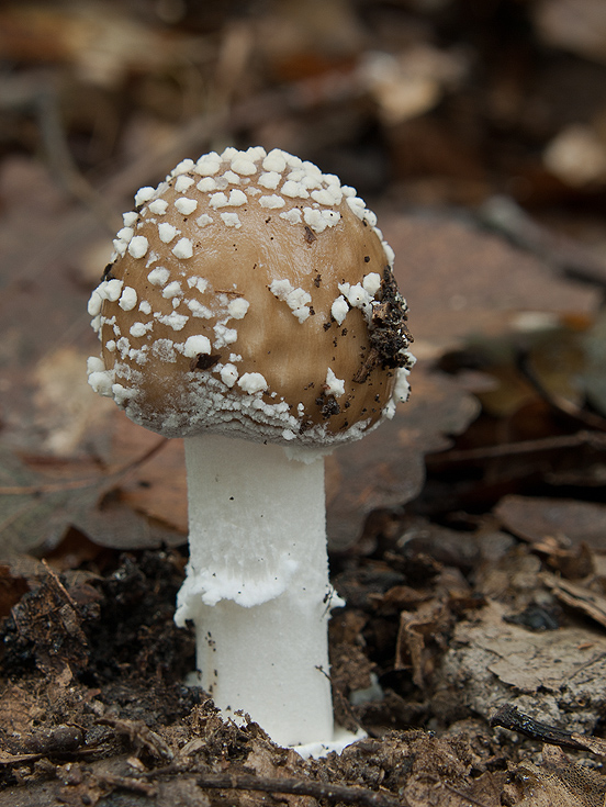 muchotrávka tigrovaná Amanita pantherina (DC.) Krombh.