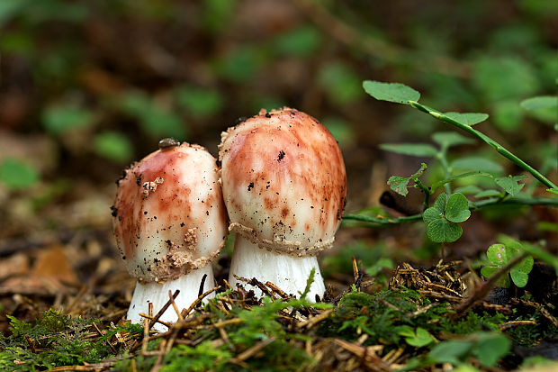 muchotrávka červenkastá Amanita rubescens Pers.