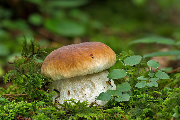 hríb smrekový Boletus edulis Bull.