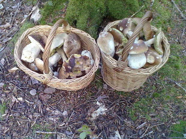 hríb smrekový Boletus edulis Bull.