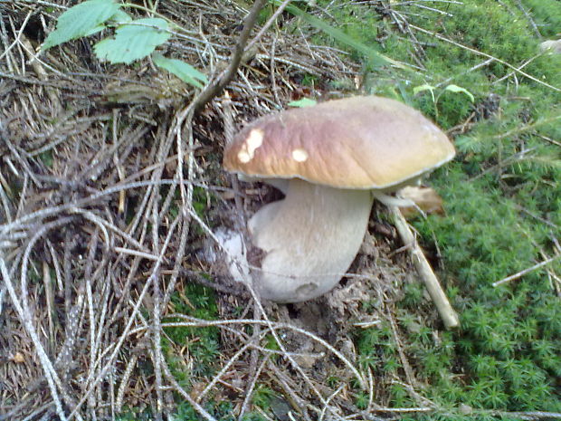 hríb smrekový Boletus edulis Bull.