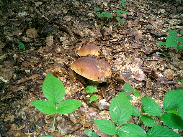 hríb smrekový Boletus edulis Bull.