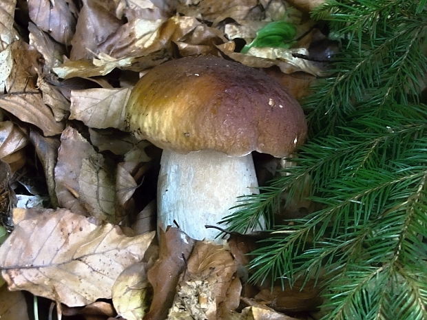 hríb smrekový Boletus edulis Bull.