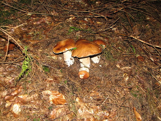 hríb smrekový Boletus edulis Bull.