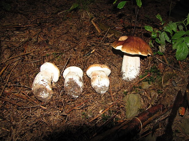 hríb smrekový Boletus edulis Bull.