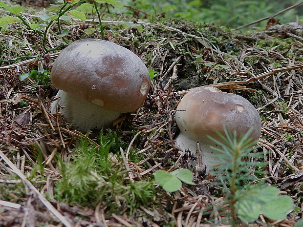 hríb smrekový Boletus edulis Bull.