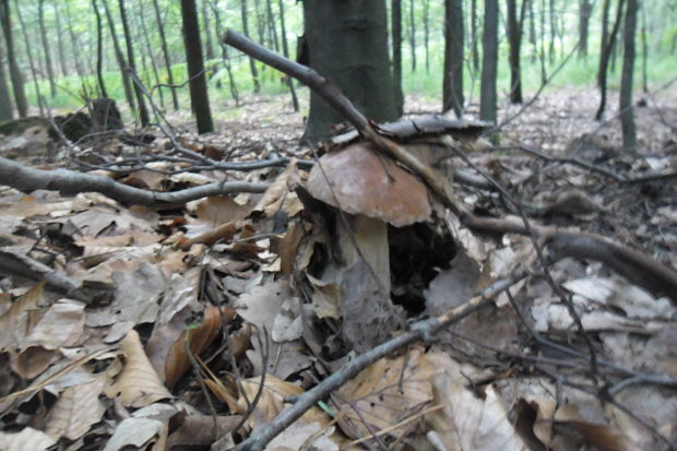 hríb dubový Boletus reticulatus Schaeff.