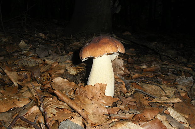 hríb dubový Boletus reticulatus Schaeff.