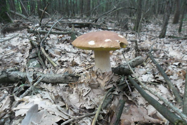 hríb dubový Boletus reticulatus Schaeff.