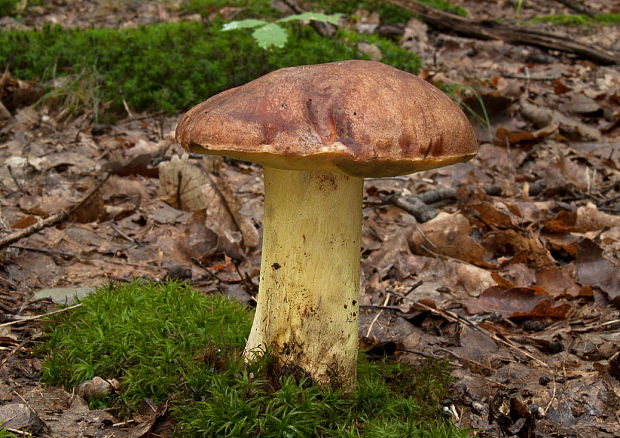 hríb príveskatý Butyriboletus appendiculatus (Schaeff. ex Fr.) Secr.