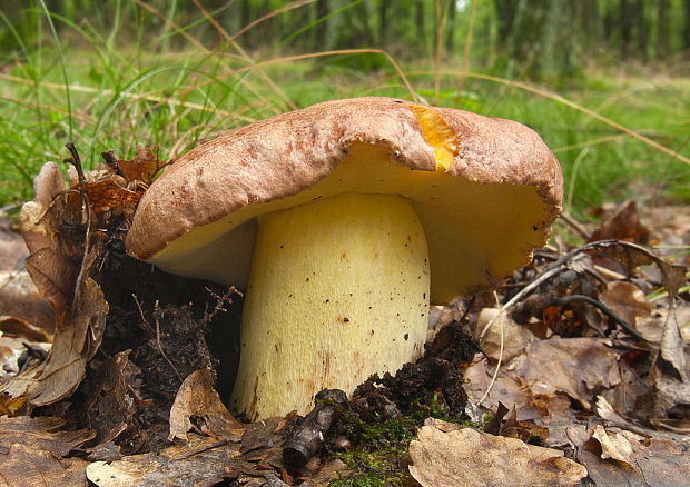 hríb príveskatý Butyriboletus appendiculatus (Schaeff. ex Fr.) Secr.