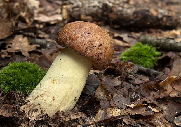 hríb príveskatý Butyriboletus appendiculatus (Schaeff. ex Fr.) Secr.