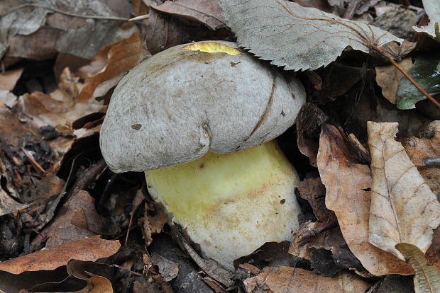 hríb striebristý Butyriboletus fechtneri (Velen.) D. Arora & J.L. Frank