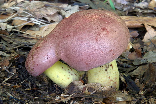 hríb nádherný Butyriboletus fuscoroseus (Smotl.) Vizzini & Gelardi