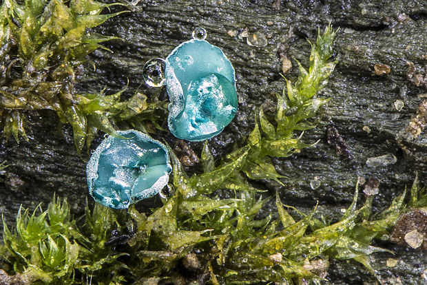 zelenica  Chlorociboria sp.