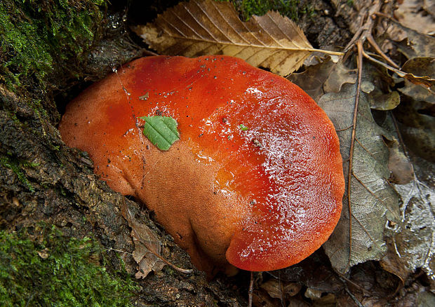 pečeňovec dubový Fistulina hepatica (Schaeff.) With.