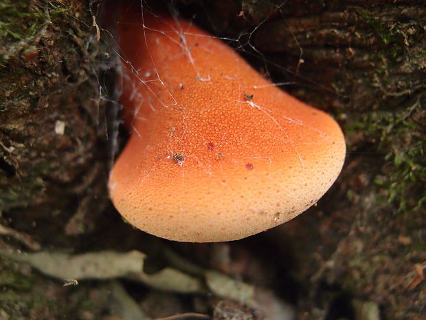 pečeňovec dubový Fistulina hepatica (Schaeff.) With.