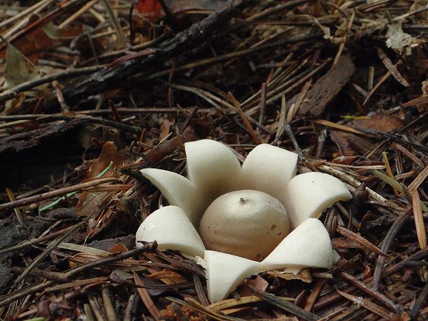 hviezdovka strapkatá Geastrum fimbriatum Fr.