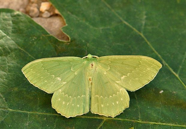 piadivka zelená Geometra papilionaria