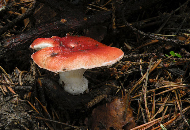 sliziak ružový Gomphidius roseus (Fr.) Oudem.